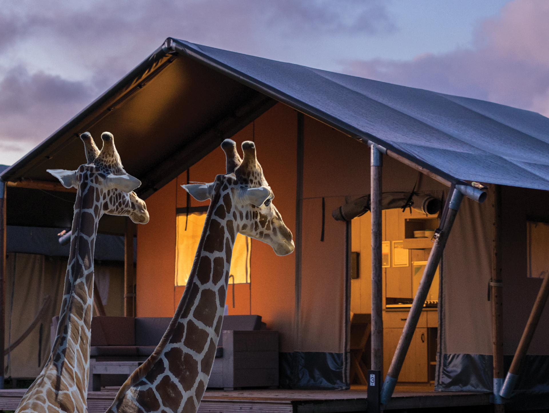2giraffer-nyt.png